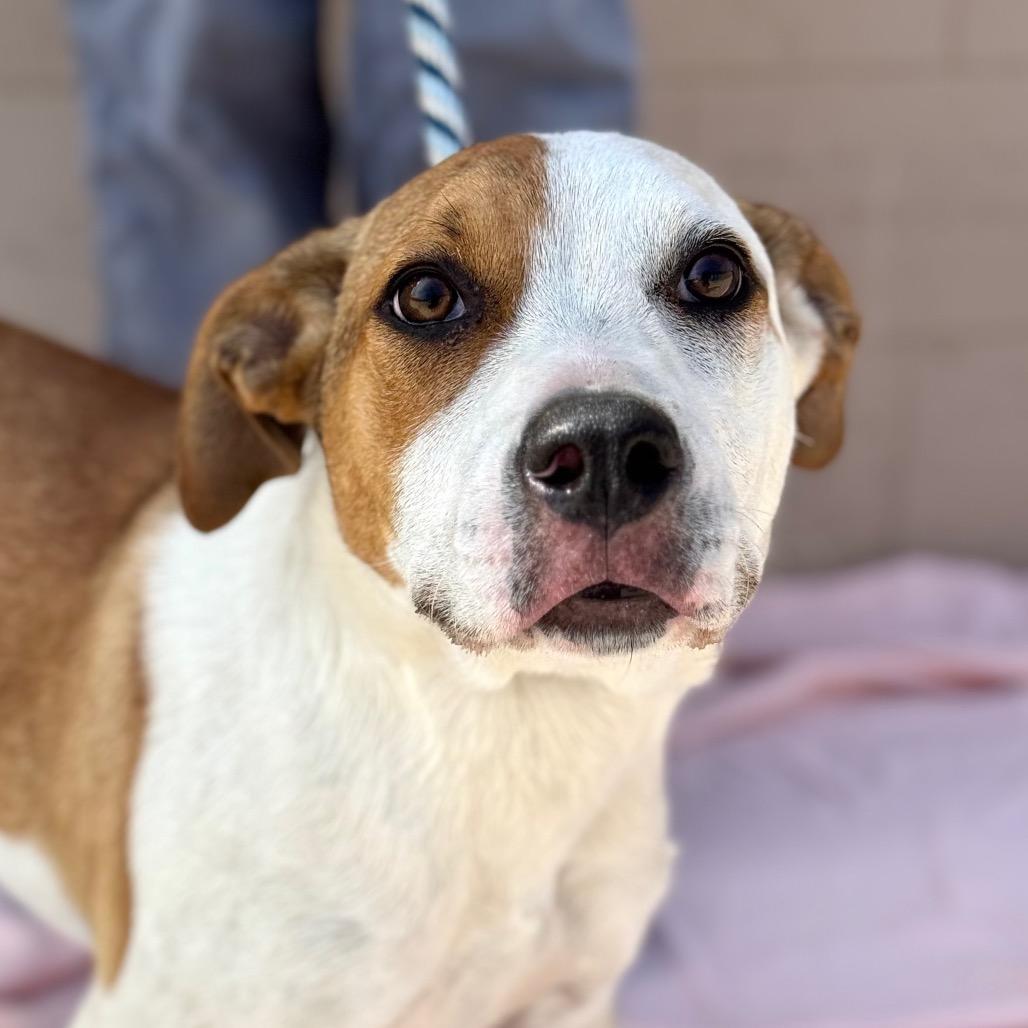 Enlarge Nitro, a Adoptable Mixed Breed in Santa Barbara, CA image 2/4