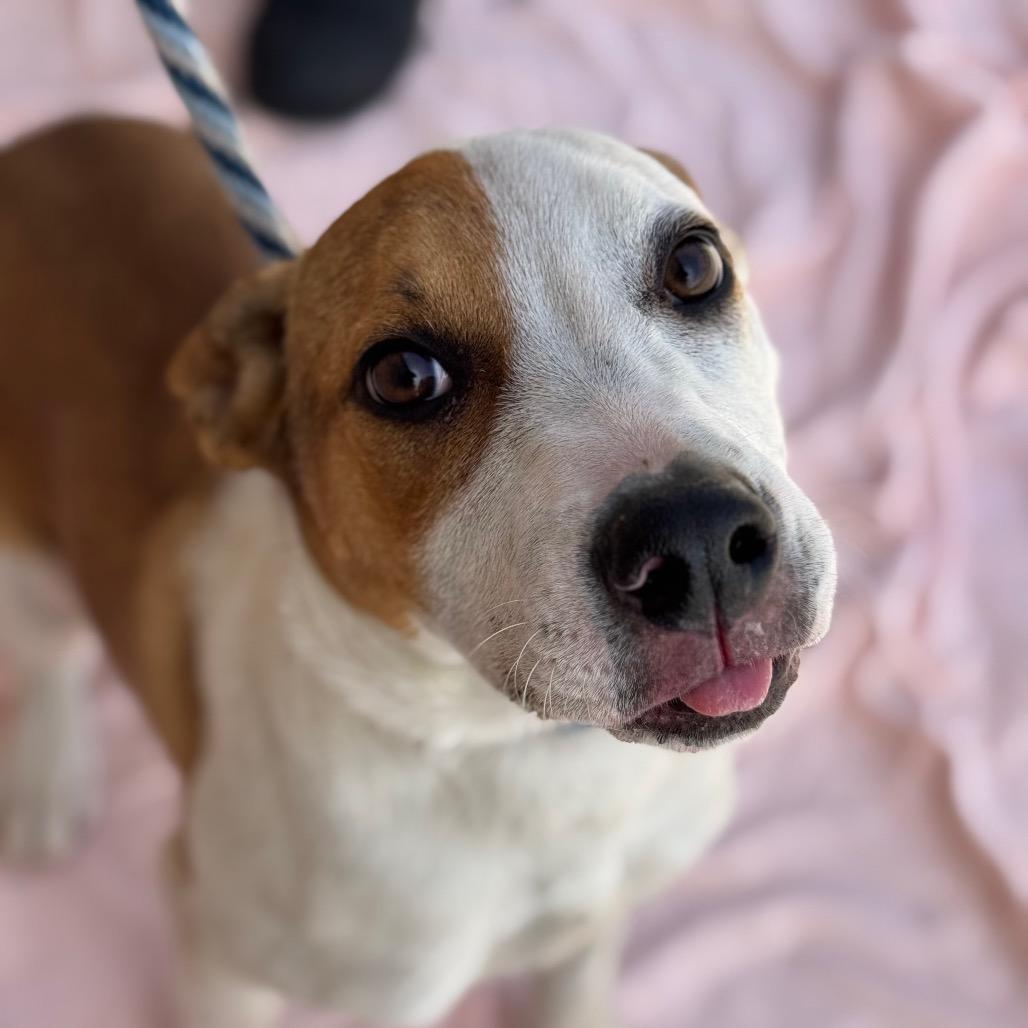 Enlarge Nitro, a Adoptable Mixed Breed in Santa Barbara, CA image 3/4