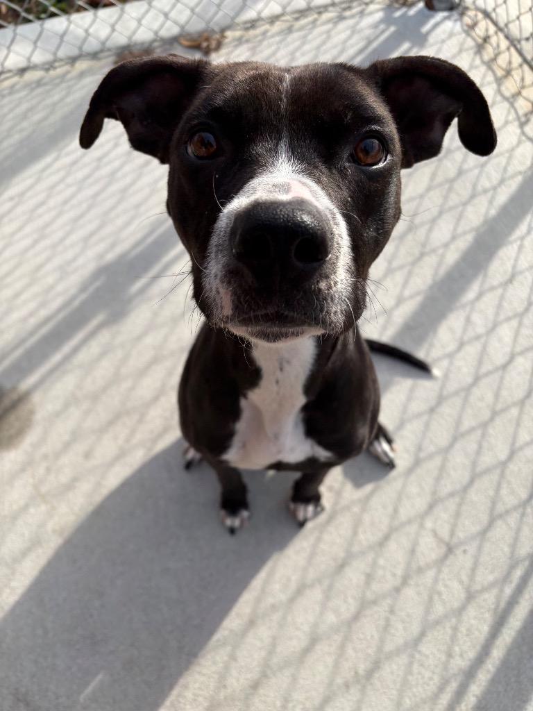 Zura (Azura), a Adoptable mixed breed in Greeneville, TN image 1/2