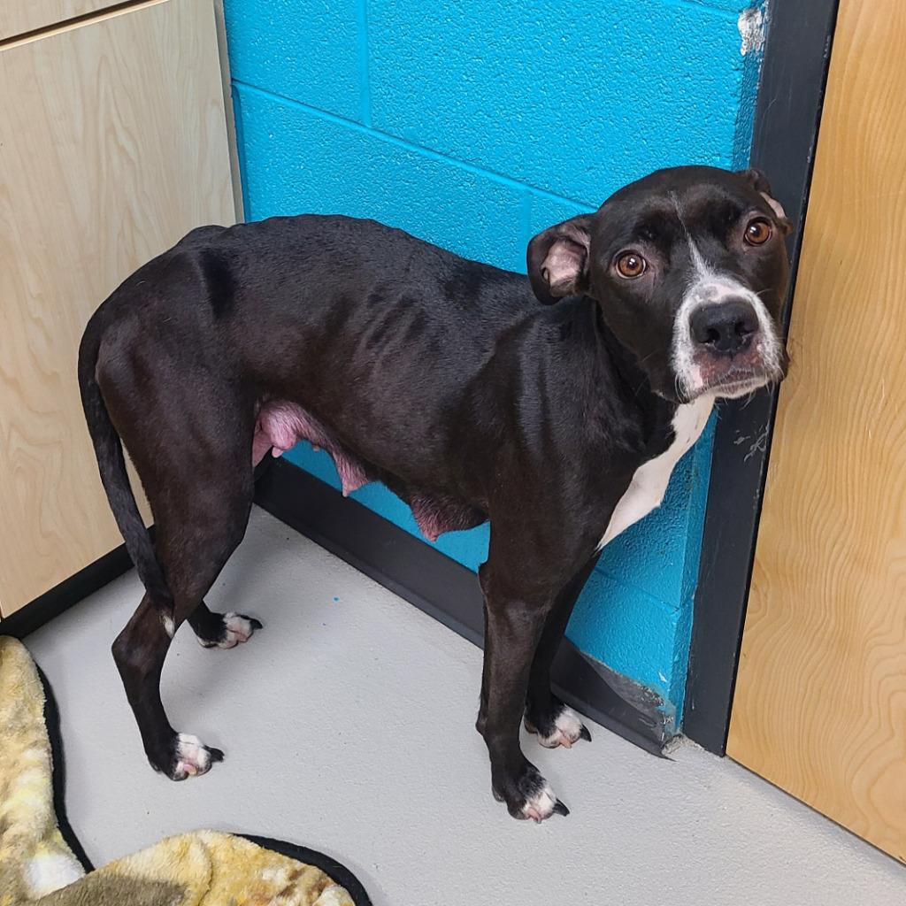 Zura (Azura), Adoptable, Young Female Pit Bull Terrier & Labrador Retriever.