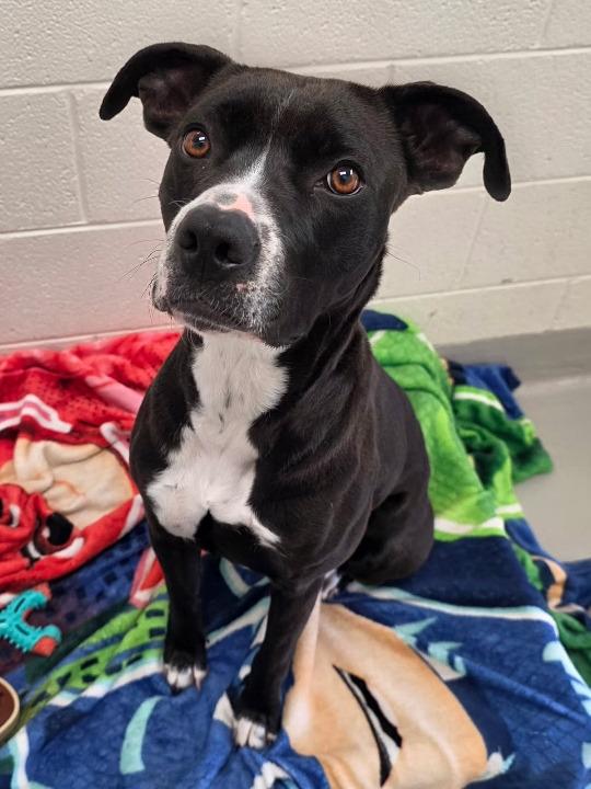 Zura (Azura), Adoptable, Young Female Pit Bull Terrier & Labrador Retriever.