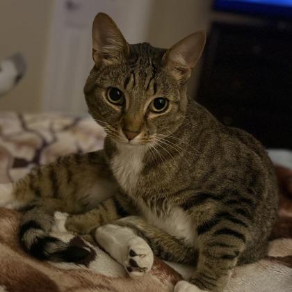 William Page, Adoptable, Adult Male Domestic Short Hair & Domestic Short Hair.