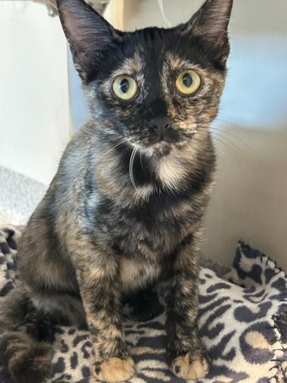 Kathryn, Adopted, Young Female Domestic Short Hair.