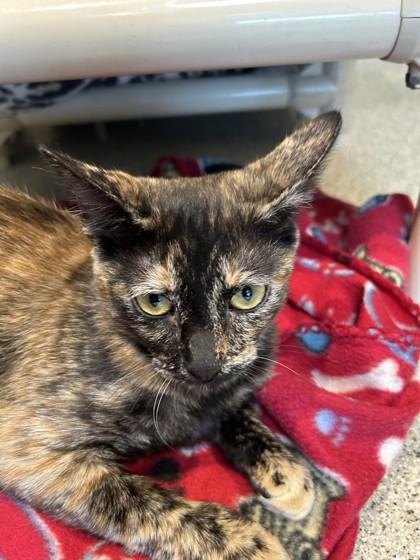 Enlarge Kathryn, a Adopted Domestic Short Hair in Hamilton, MT image 2/2
