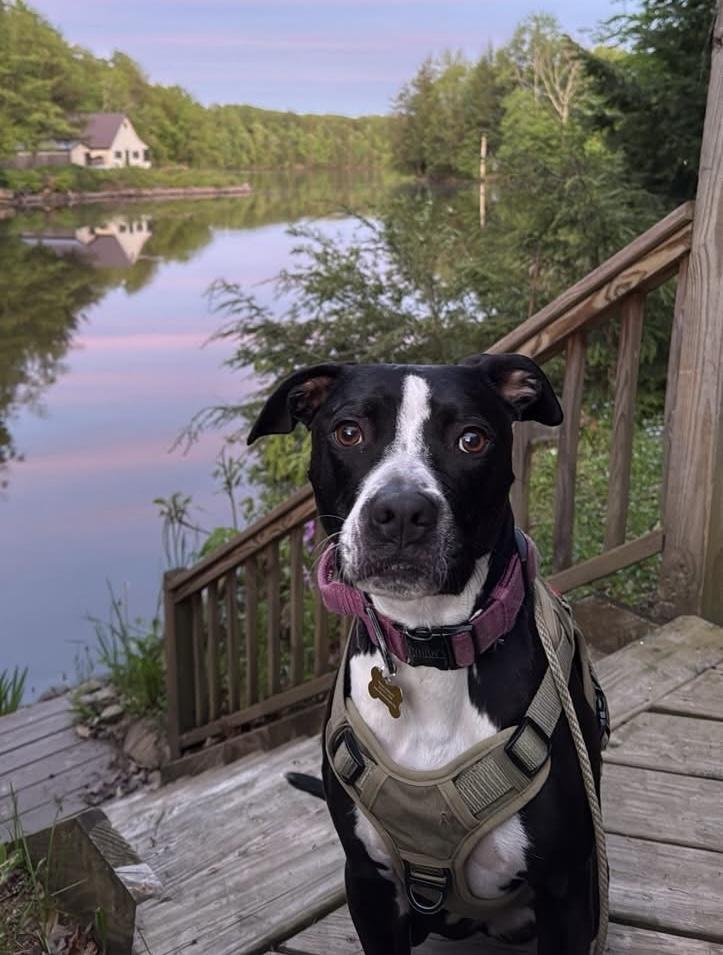 Rosie, ADOPTABLE, Adult Female Mixed Breed.