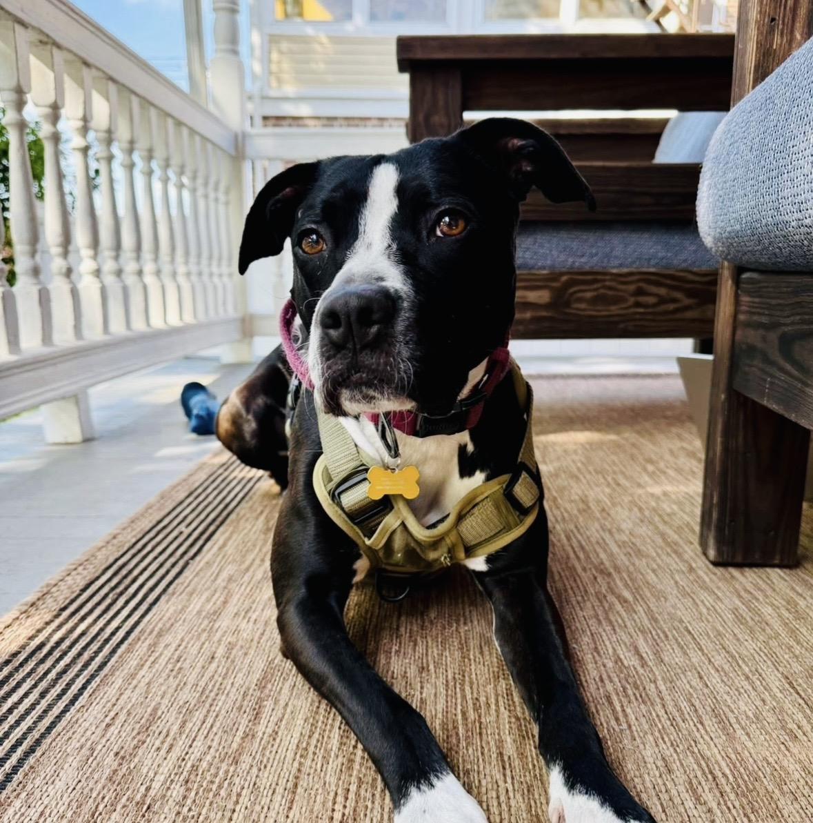 Rosie, a ADOPTABLE Mixed Breed in Hockessin, DE image 2/2