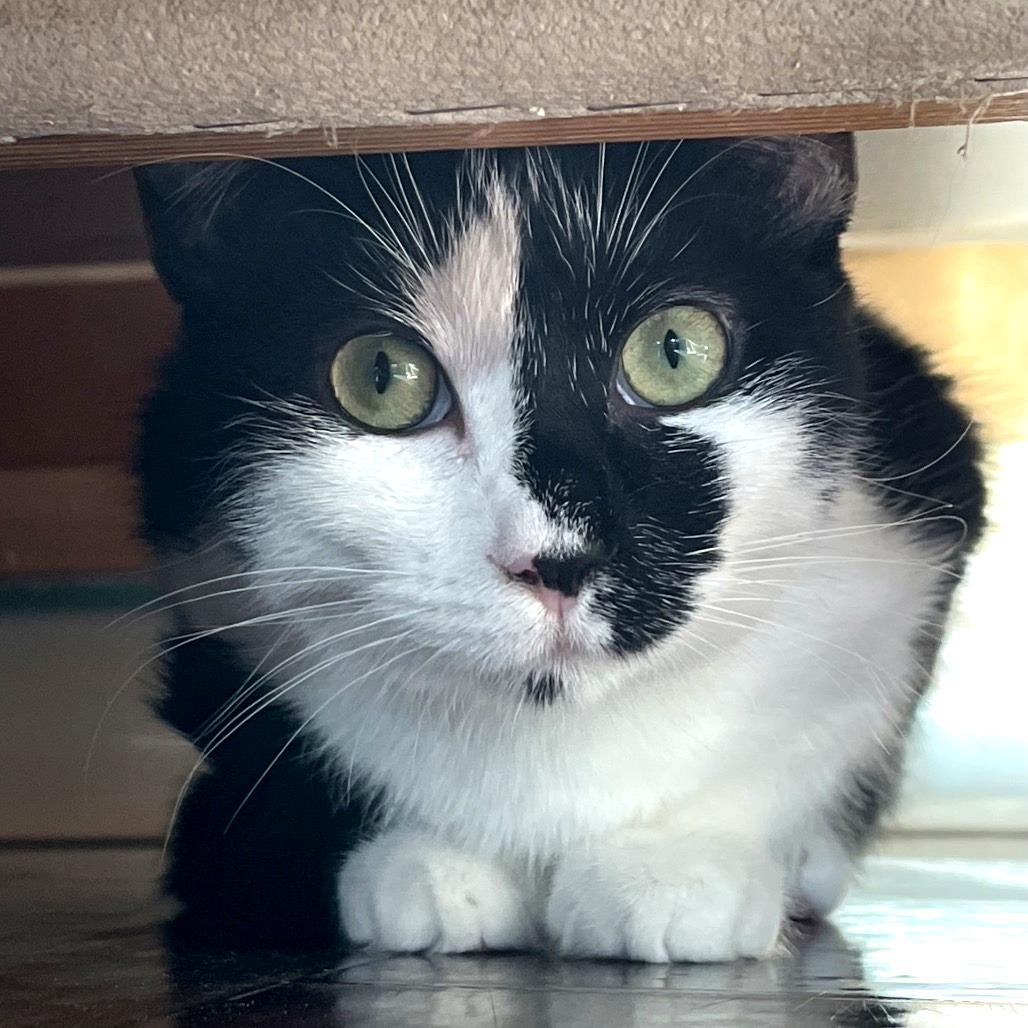 Enlarge Cuddles, a Adoptable Domestic Short Hair in Chapel Hill, NC image 1/4