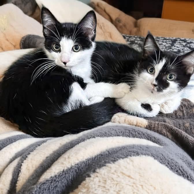 Enlarge Cuddles, a Adoptable Domestic Short Hair in Chapel Hill, NC image 2/4