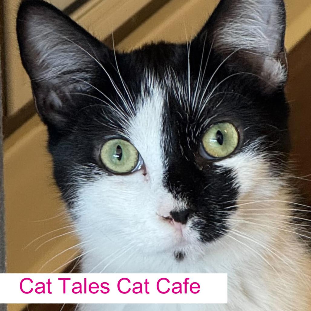 Enlarge Cuddles, a Adoptable Domestic Short Hair in Chapel Hill, NC image 3/4