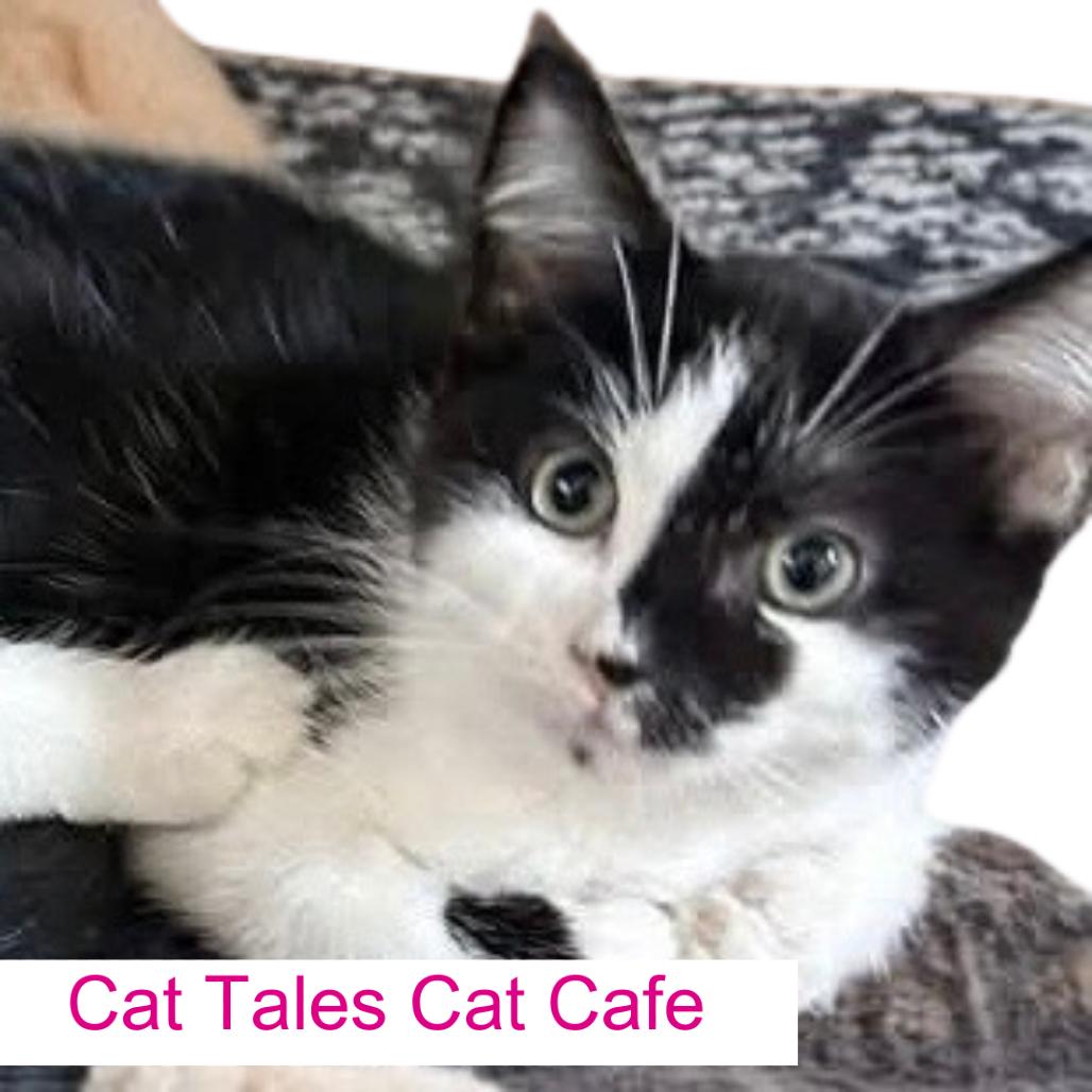 Enlarge Cuddles, a Adoptable Domestic Short Hair in Chapel Hill, NC image 4/4