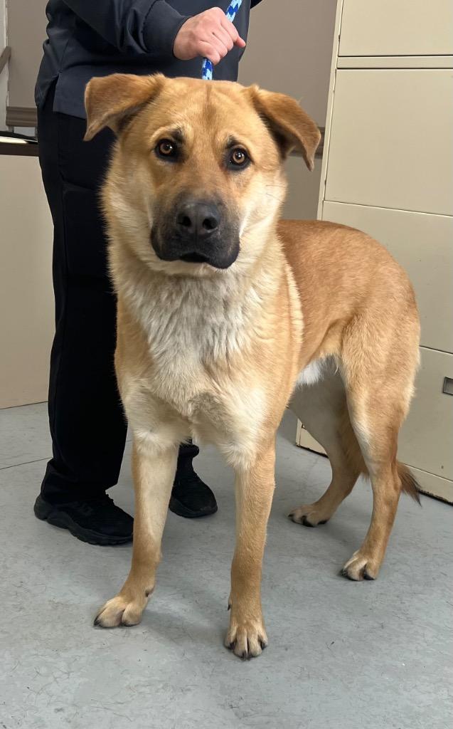 Enlarge ACE, a Adoptable mixed breed in North Vernon, IN image 1/1