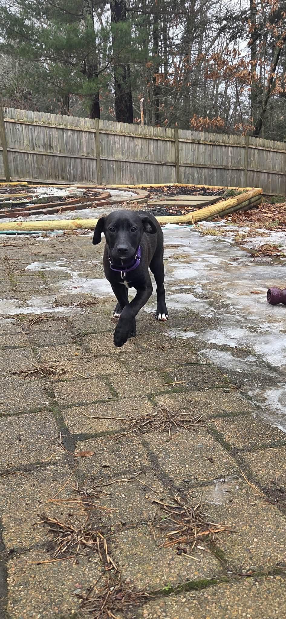 LUNA, Adoptable, Young Female Labrador Retriever & Standard Poodle.