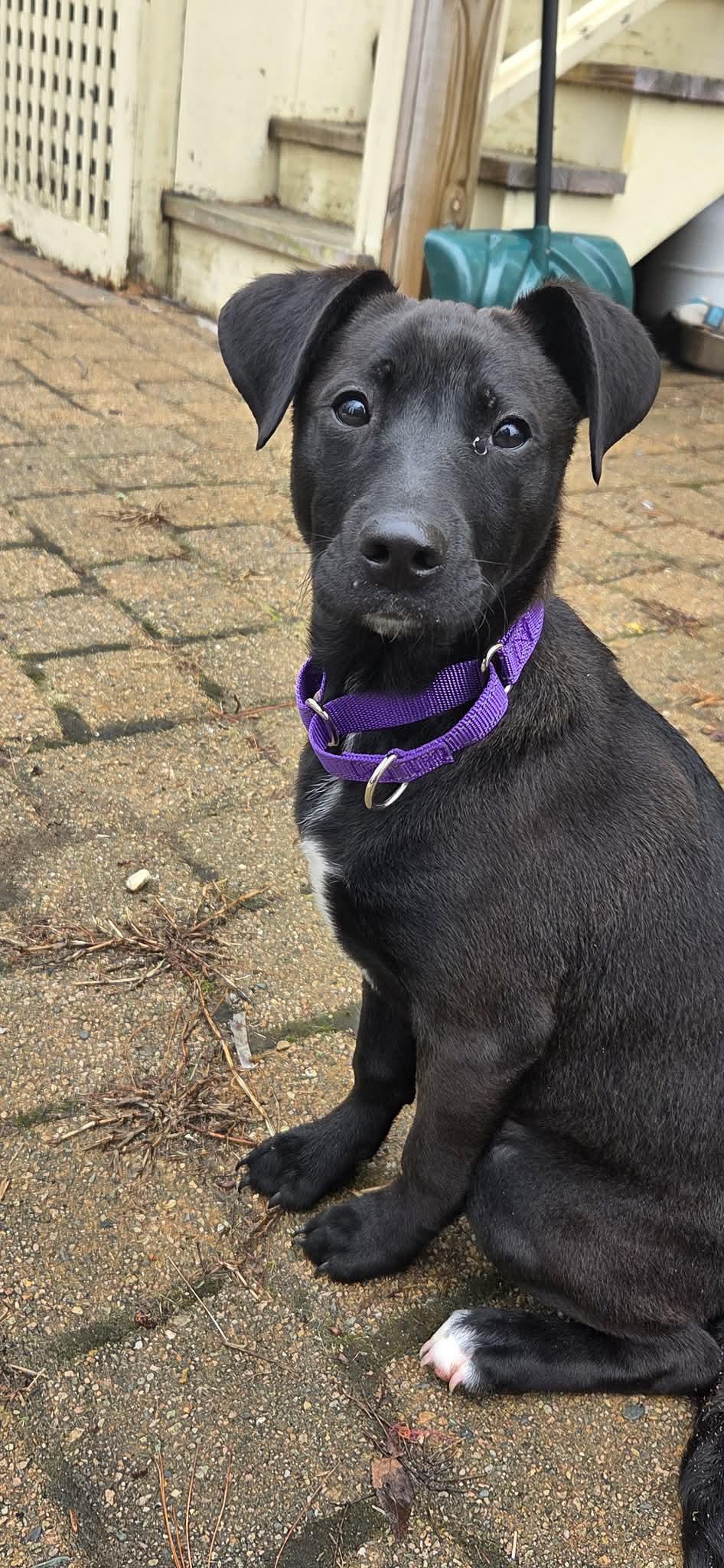 Enlarge LUNA, a Adoptable mixed breed in Pomfret Center, CT image 2/3