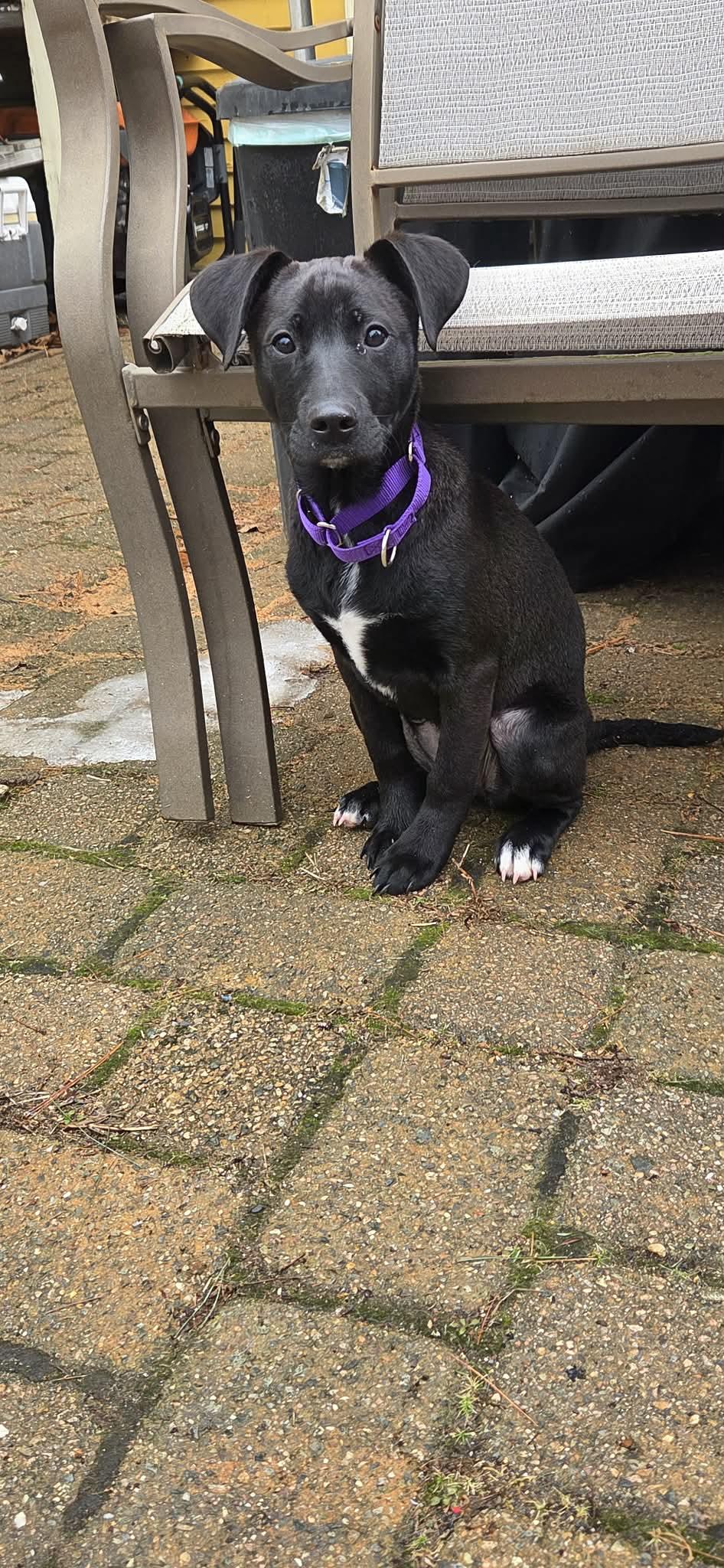 Enlarge LUNA, a Adoptable mixed breed in Pomfret Center, CT image 3/3