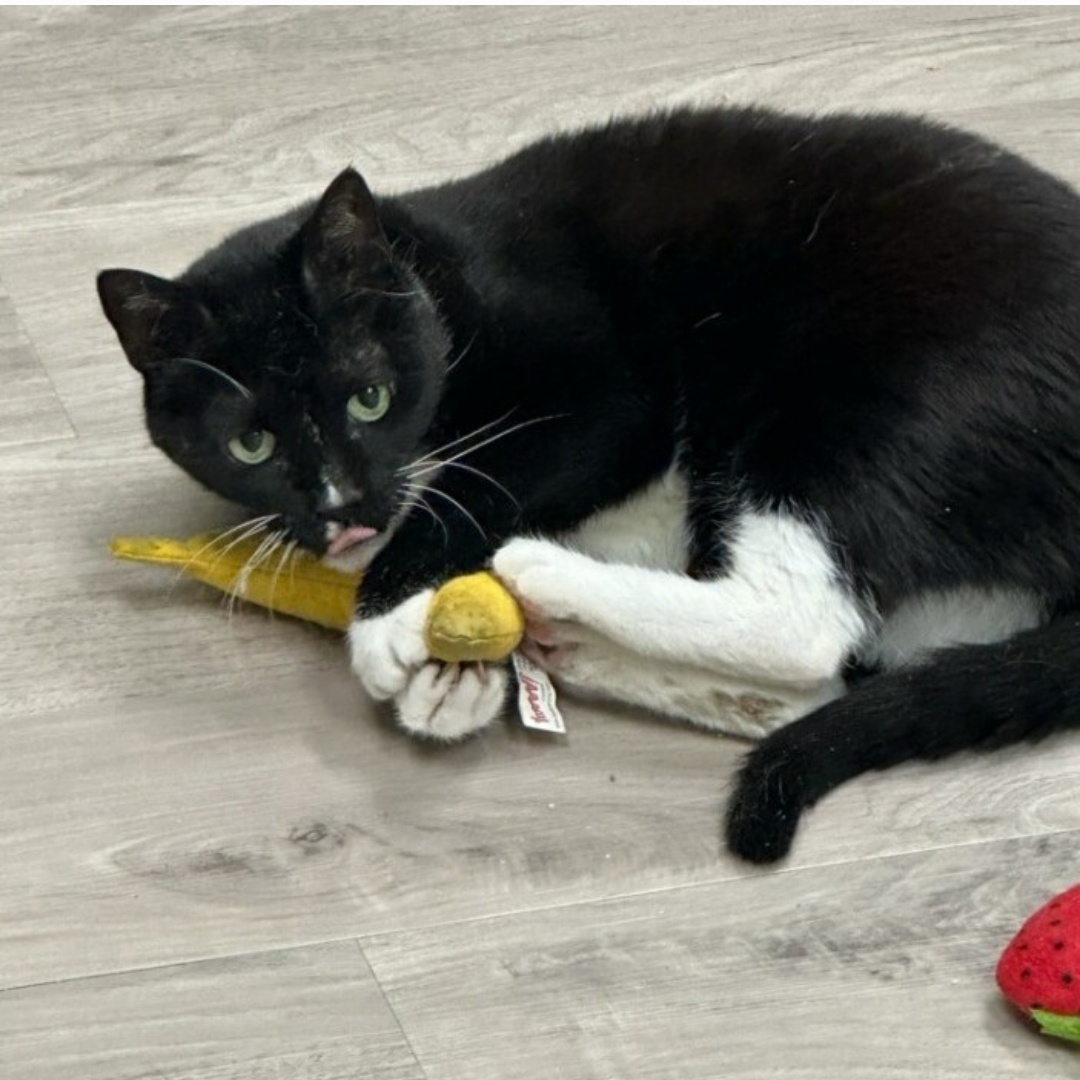 Carly Simon, Adoptable, Adult Female Tuxedo.