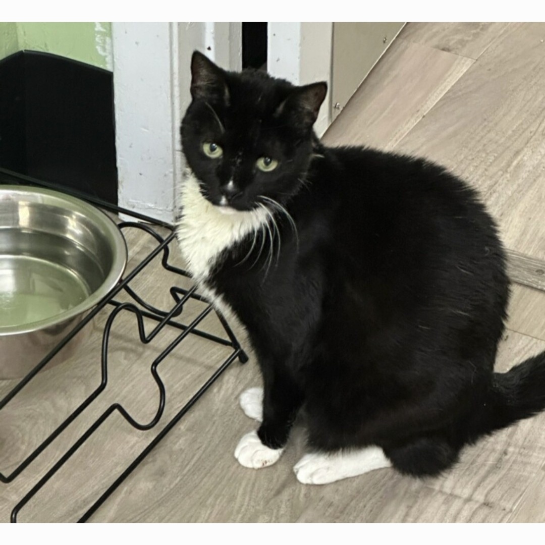 Carly Simon, a Adoptable Tuxedo in Margate, FL image 2/2