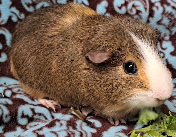 Donut, ADOPTABLE, Adult Male Short-Haired.