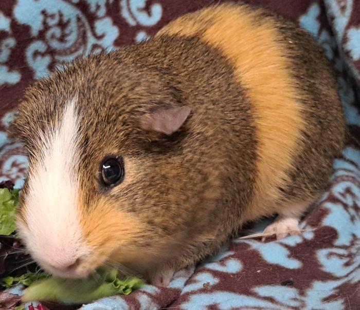 Enlarge Donut, a ADOPTABLE Short-Haired in Gary, IN image 2/3