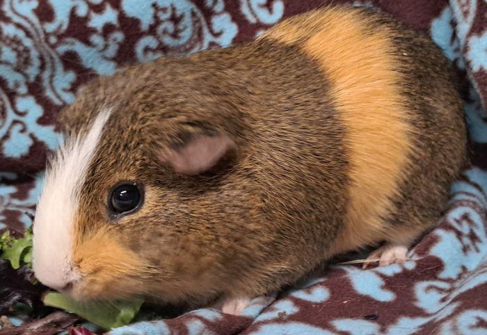 Enlarge Donut, a ADOPTABLE Short-Haired in Gary, IN image 3/3