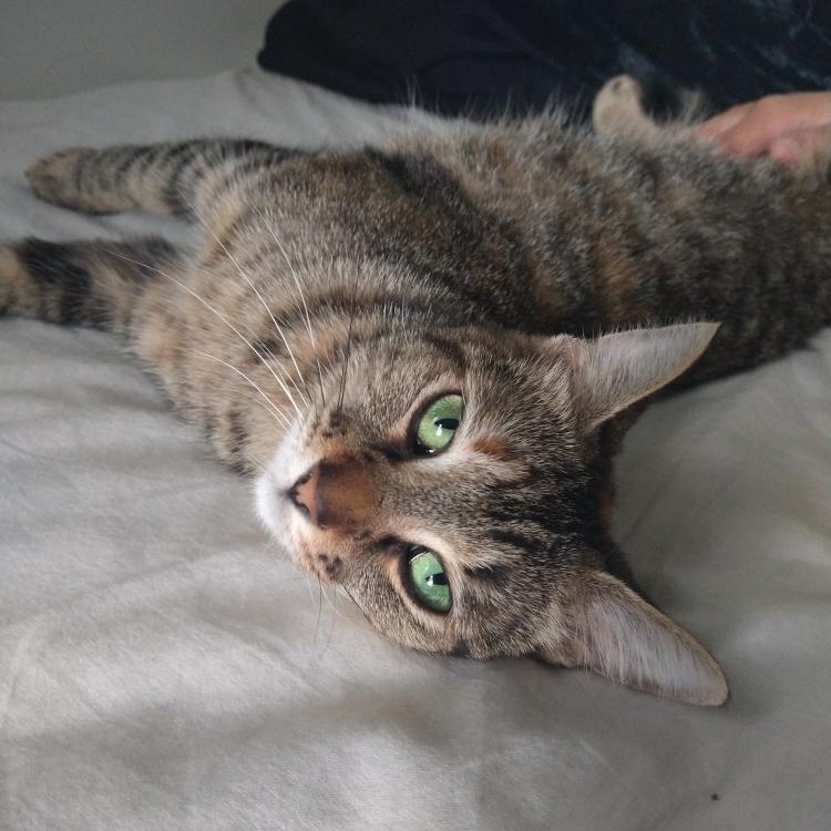 Tidbit, Young Female unknown