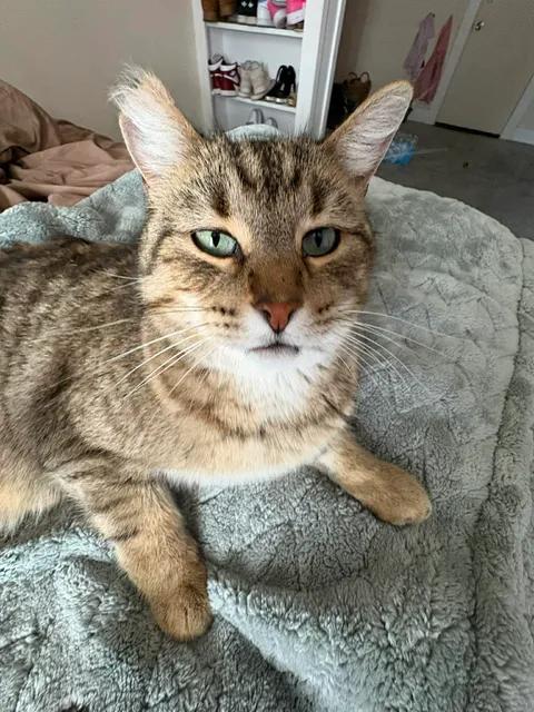 Enlarge Whiskers, a ADOPTABLE Domestic Short Hair in Chappell, NE image 3/3