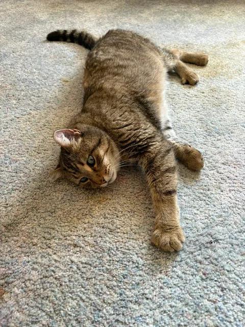 Enlarge Whiskers, a ADOPTABLE Domestic Short Hair in Chappell, NE image 2/3