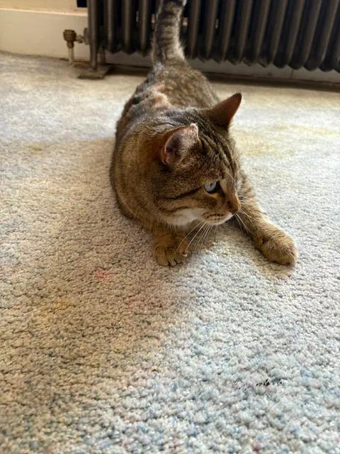 Whiskers, ADOPTABLE, Adult Male Domestic Short Hair.