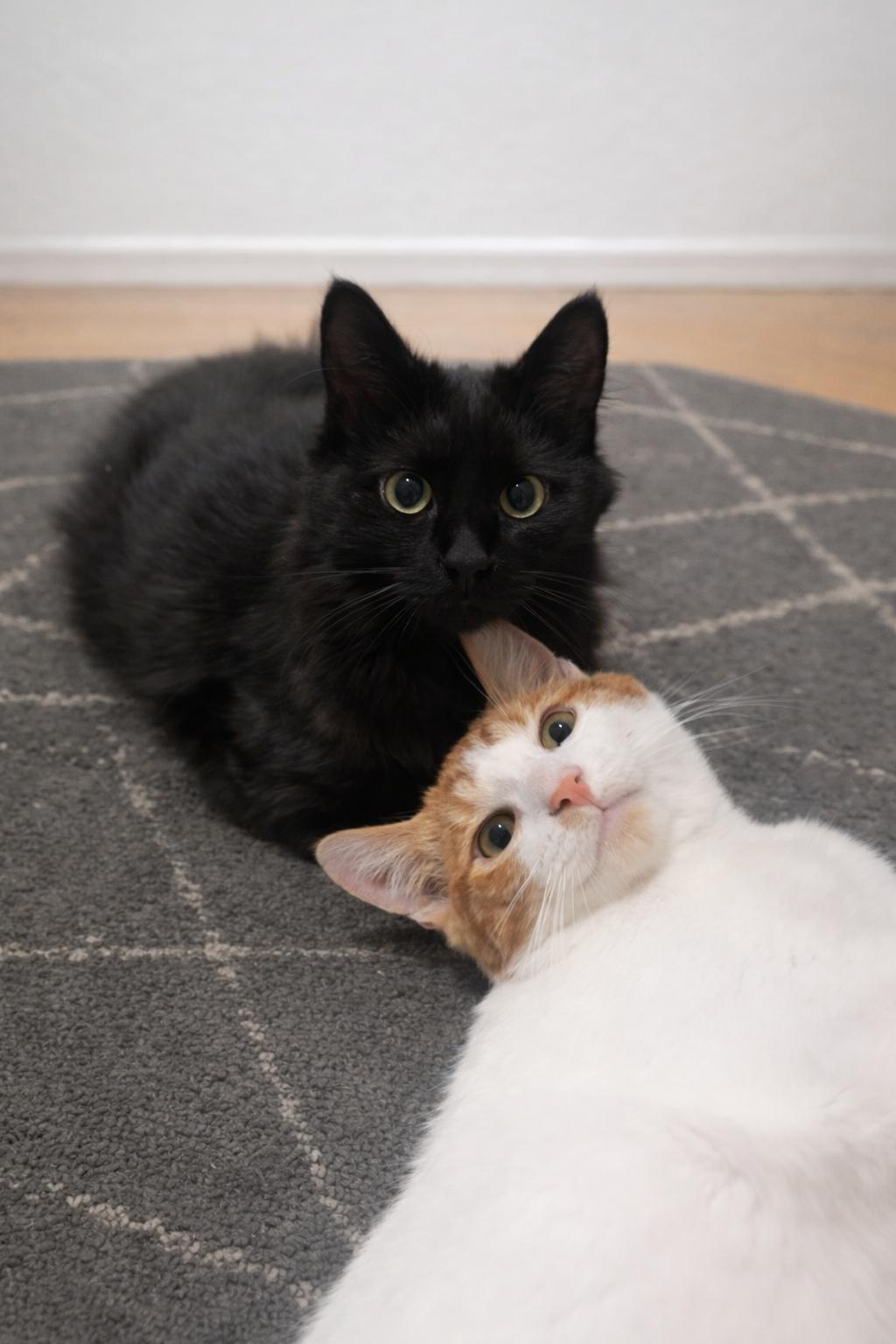 Enlarge Leia, a Adopted Domestic Medium Hair in Rio Linda, CA image 1/2