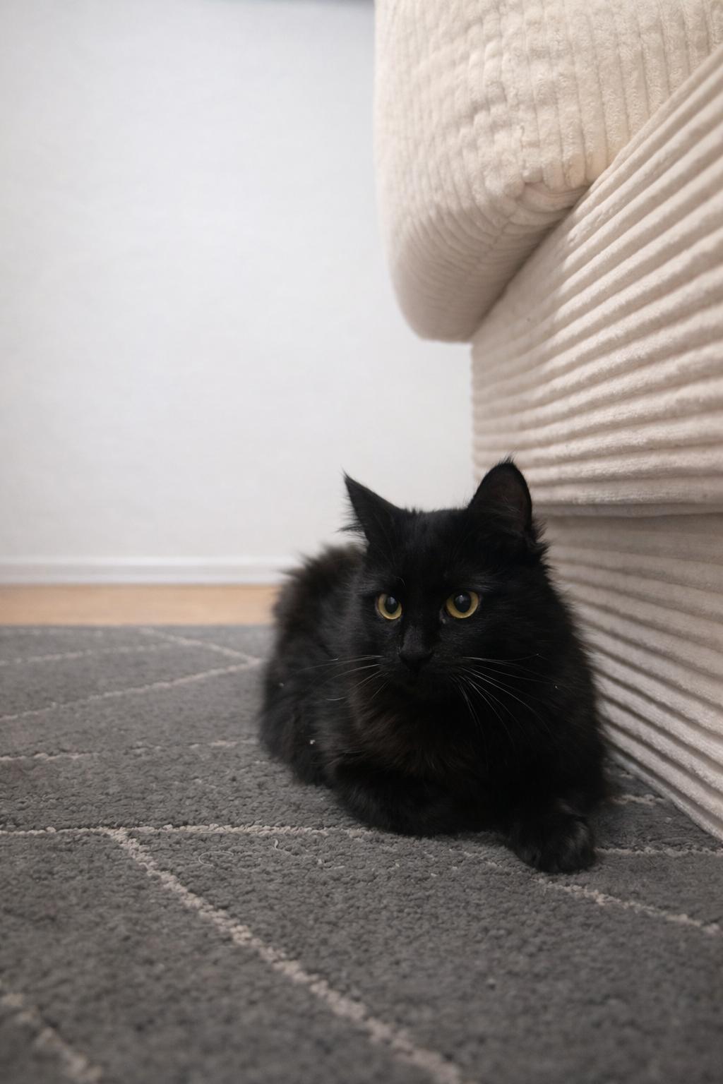 Enlarge Leia, a Adopted Domestic Medium Hair in Rio Linda, CA image 2/2