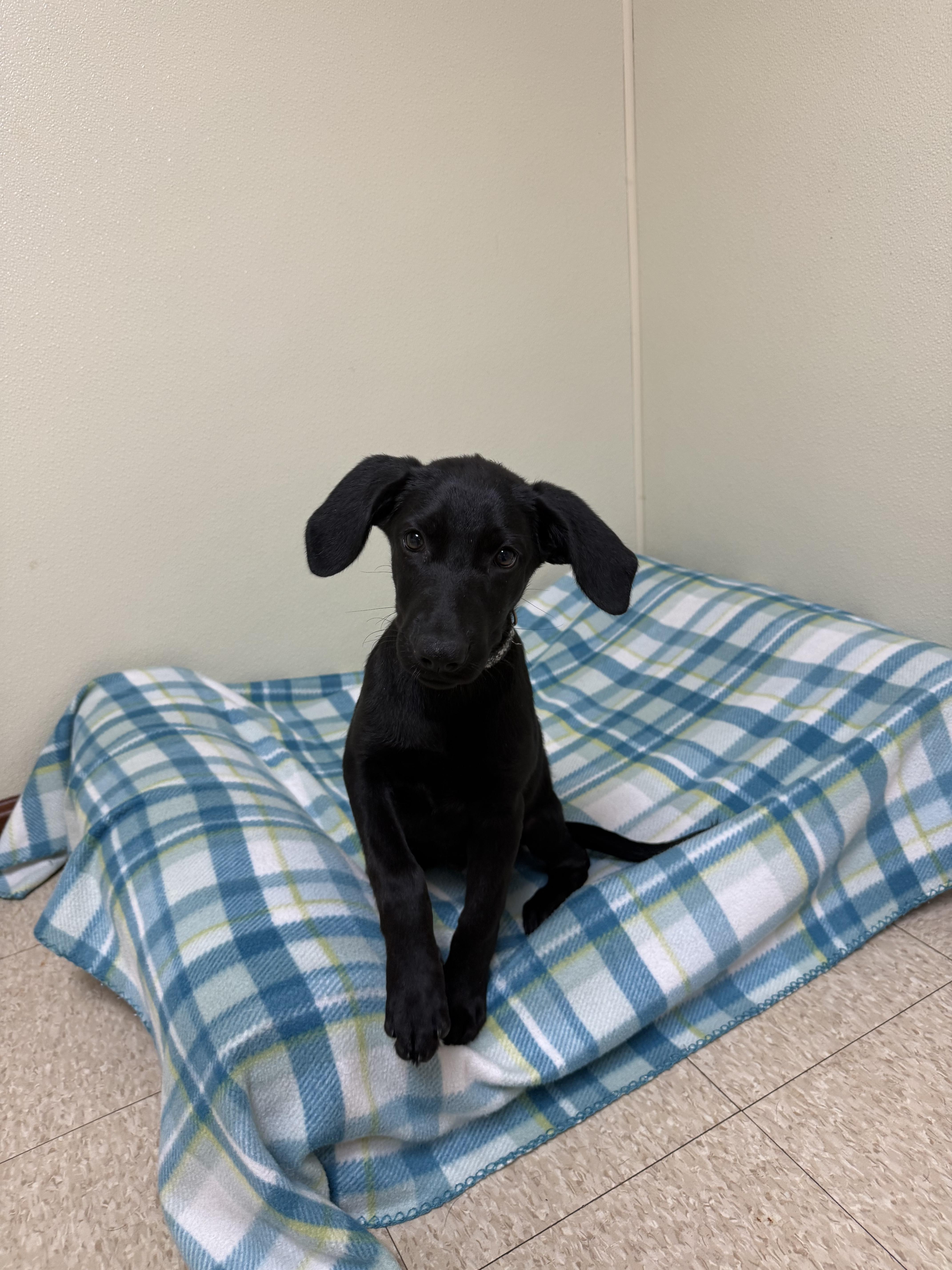 Bon Bon, a ADOPTABLE mixed breed in Douglas, MA image 4/6