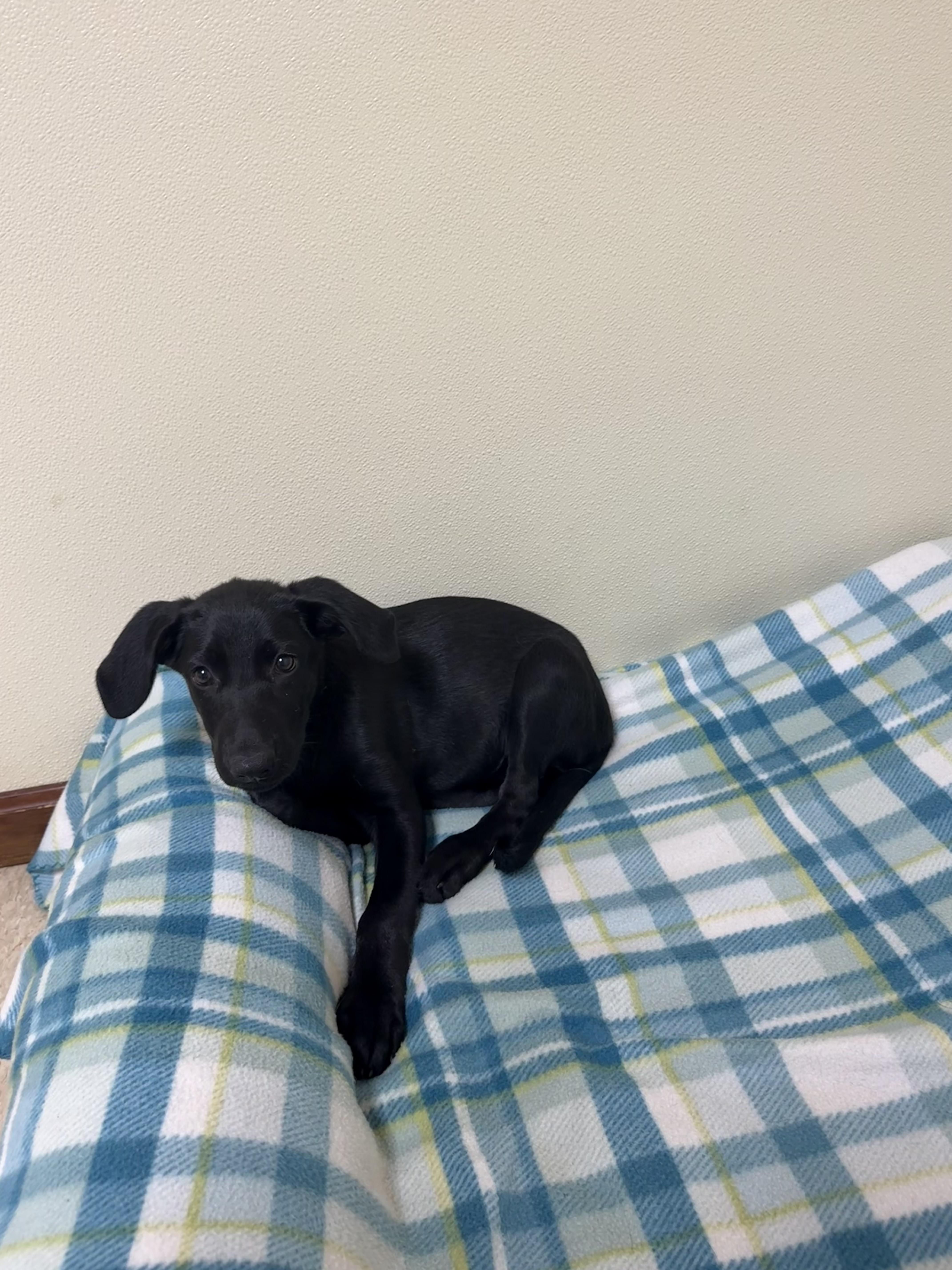 Bon Bon, a ADOPTABLE mixed breed in Douglas, MA image 3/6