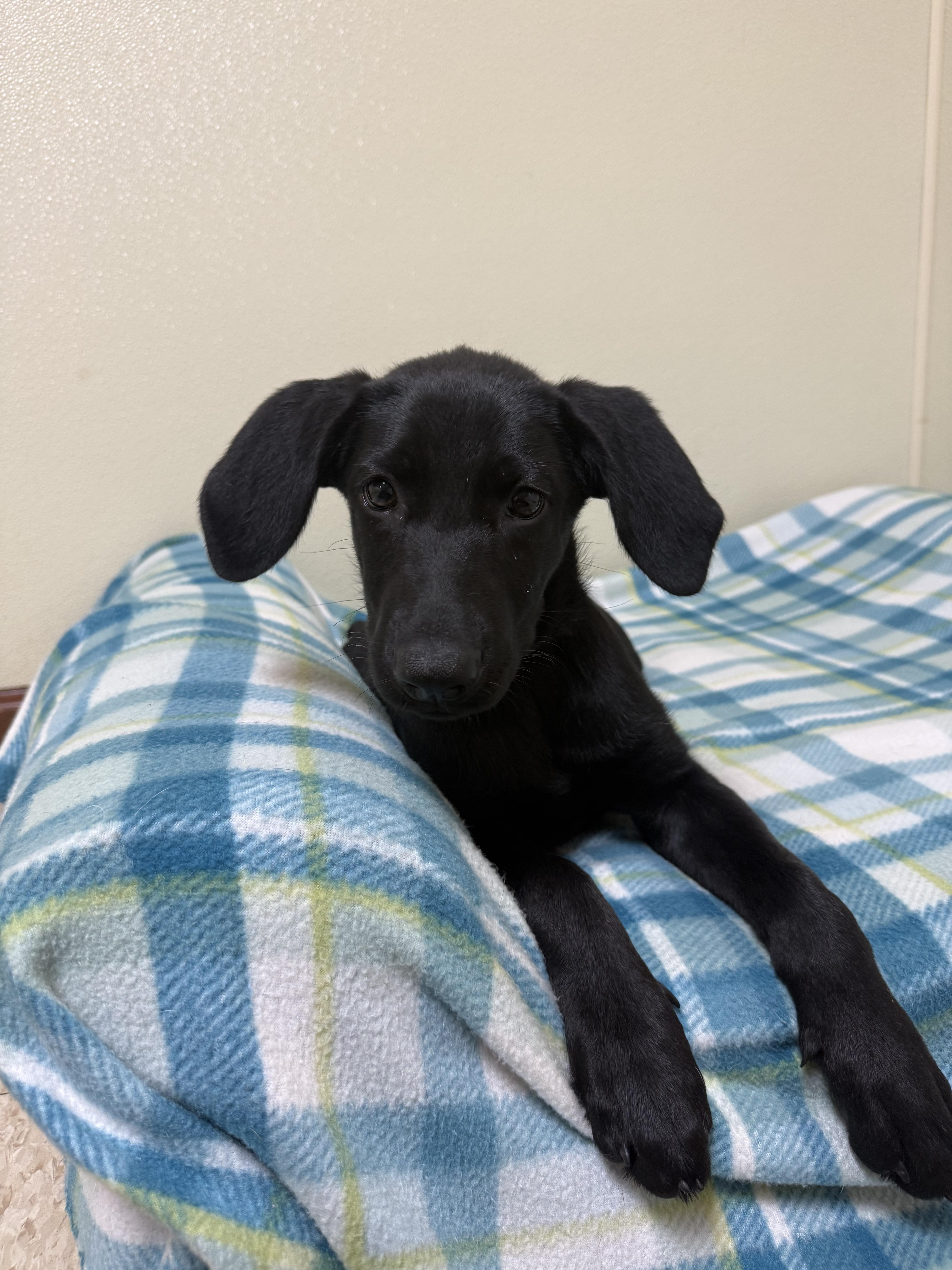 Bon Bon, a ADOPTABLE mixed breed in Douglas, MA image 6/6