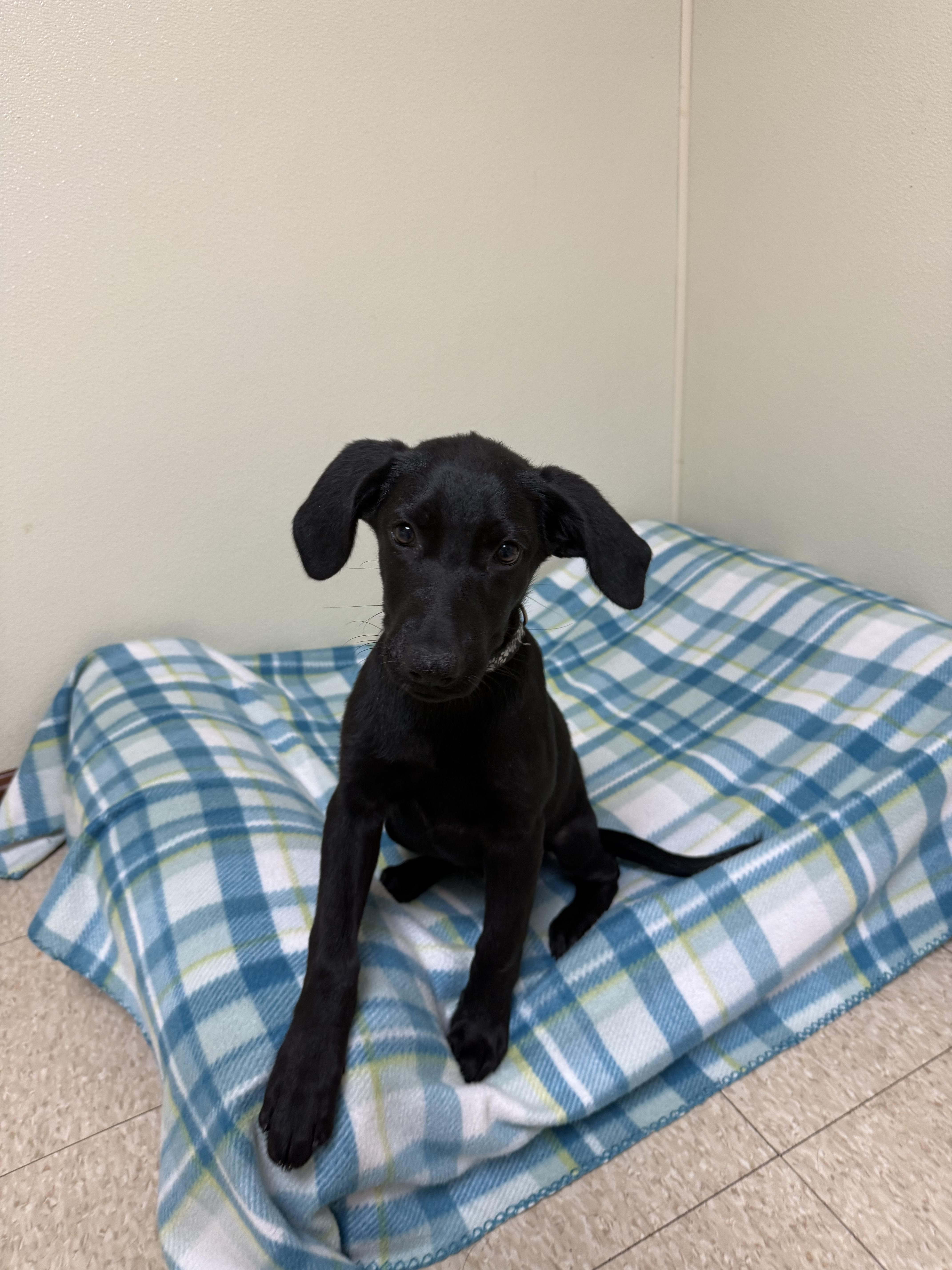 Bon Bon, a ADOPTABLE mixed breed in Douglas, MA image 2/6