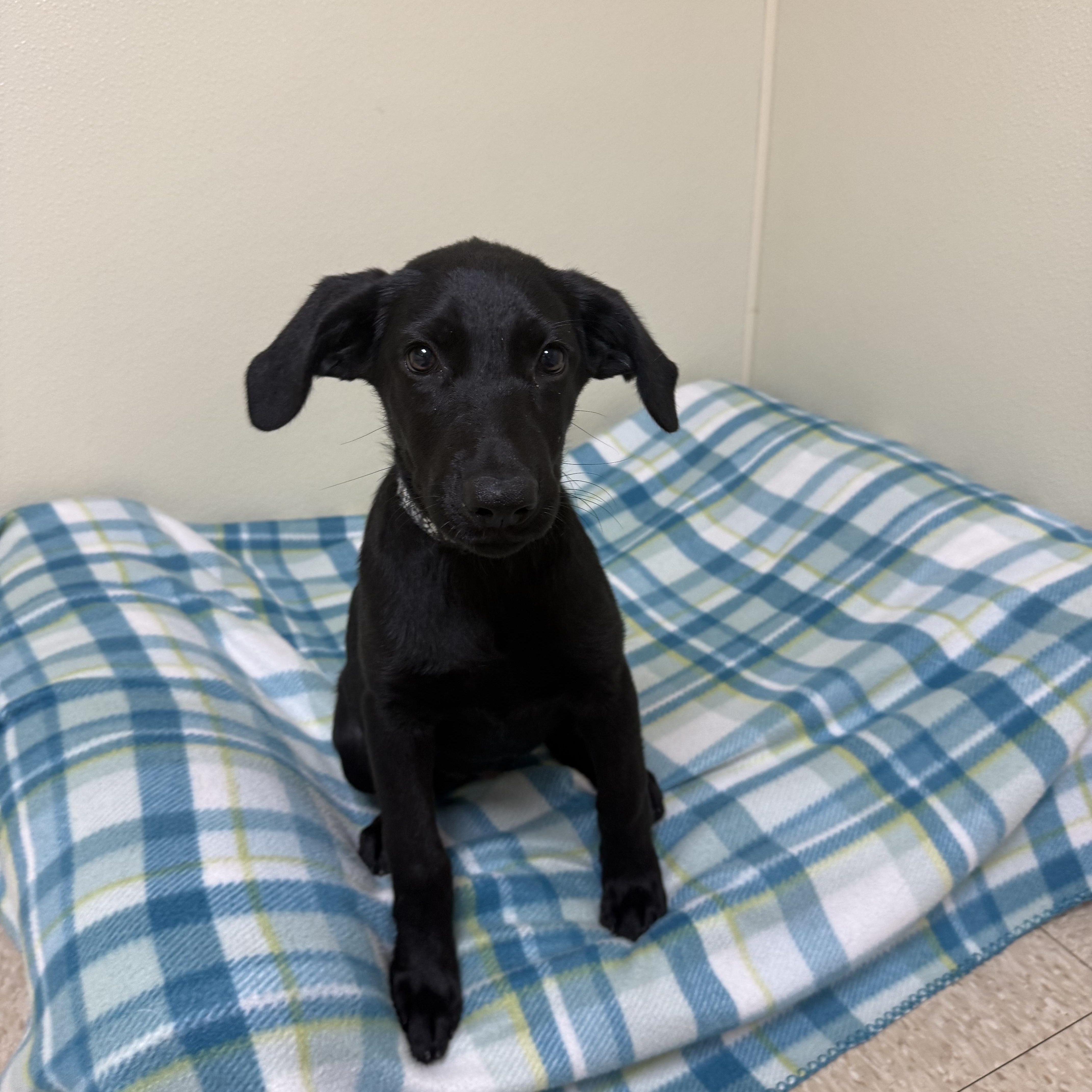 Bon Bon, a ADOPTABLE mixed breed in Douglas, MA image 5/6