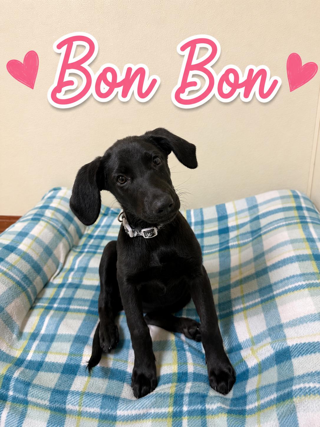 Bon Bon, ADOPTABLE, Puppy Female Labrador Retriever.