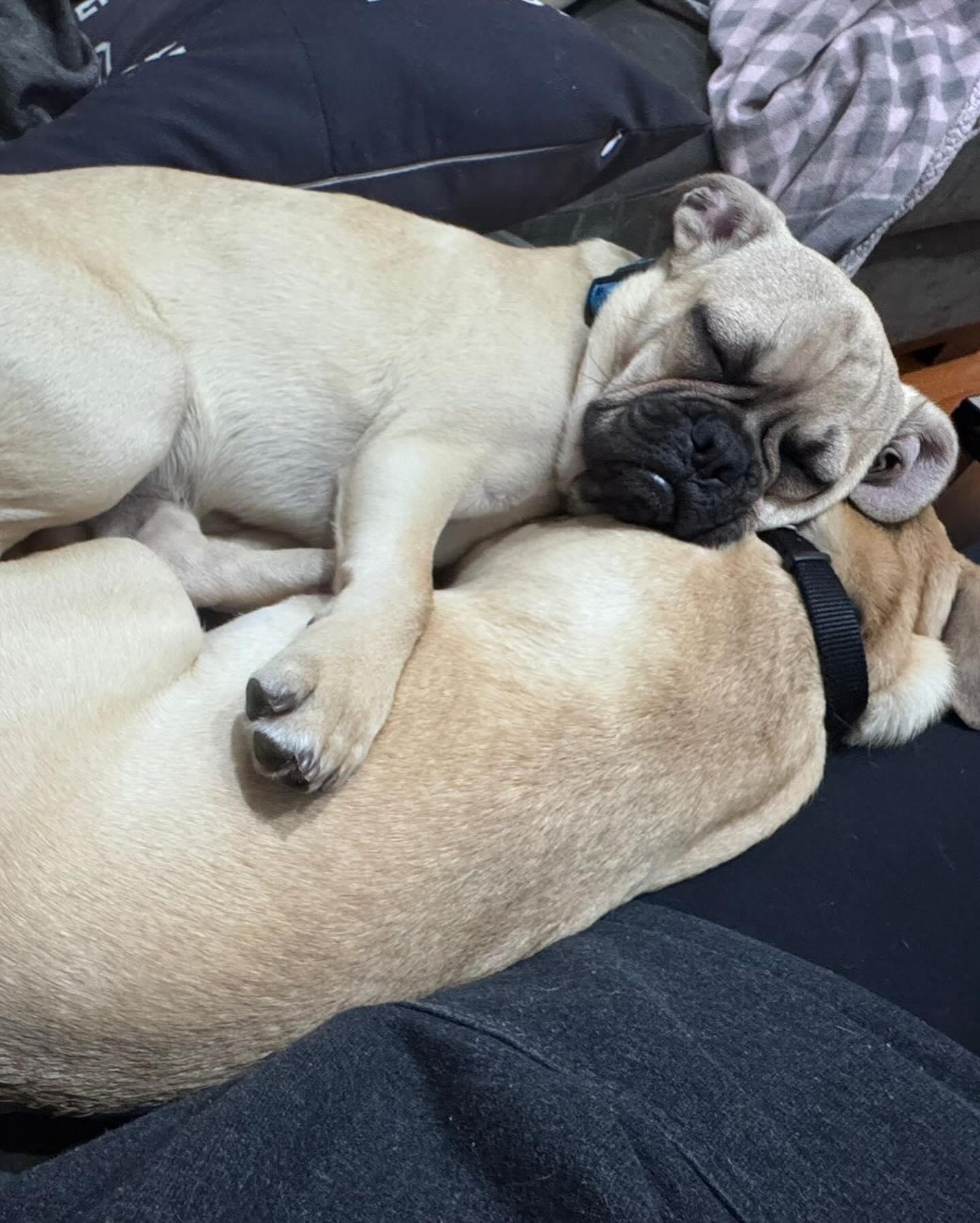 Enlarge NICKY, a ADOPTABLE mixed breed in Coquitlam, BC image 3/6