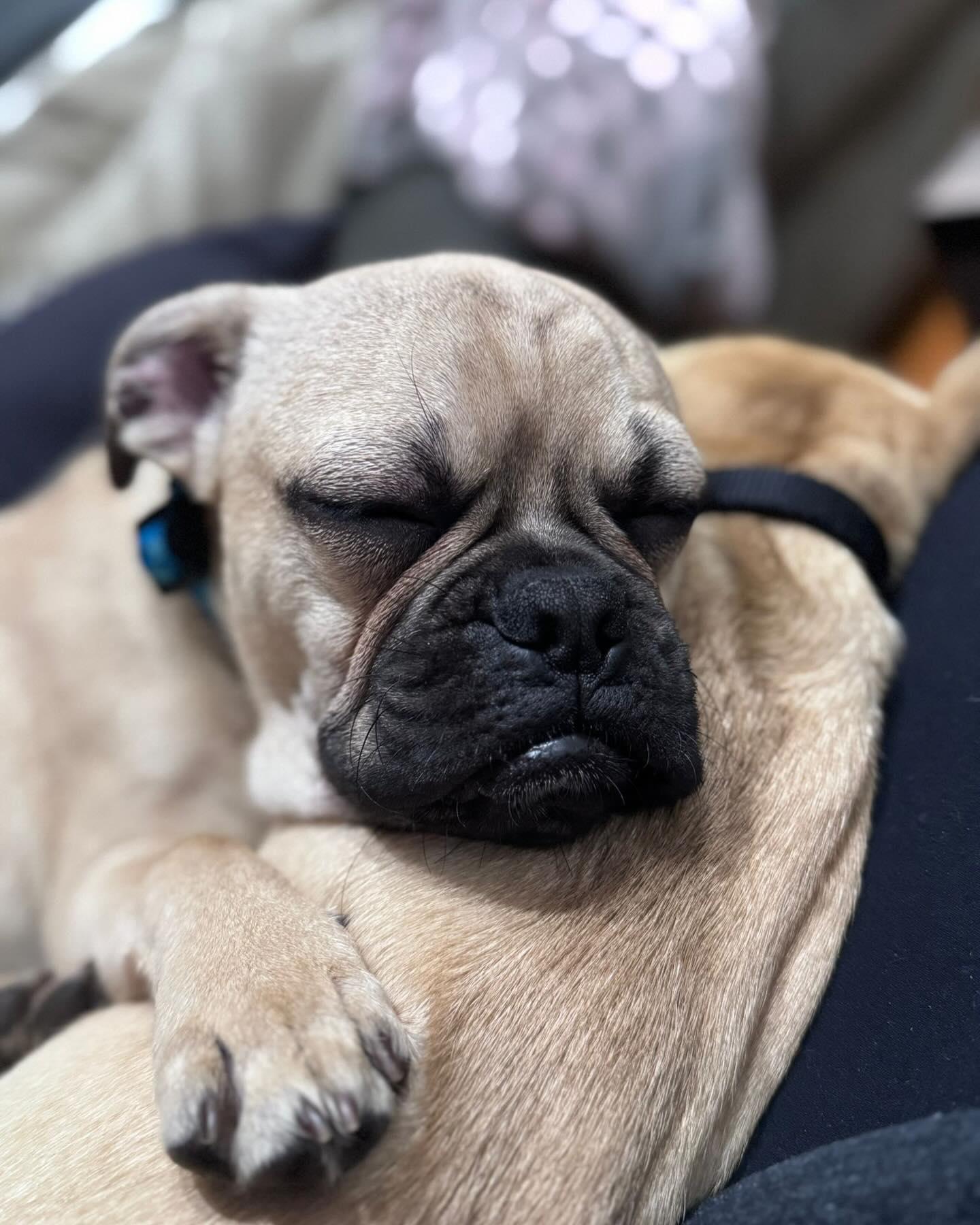 Enlarge NICKY, a ADOPTABLE mixed breed in Coquitlam, BC image 5/6