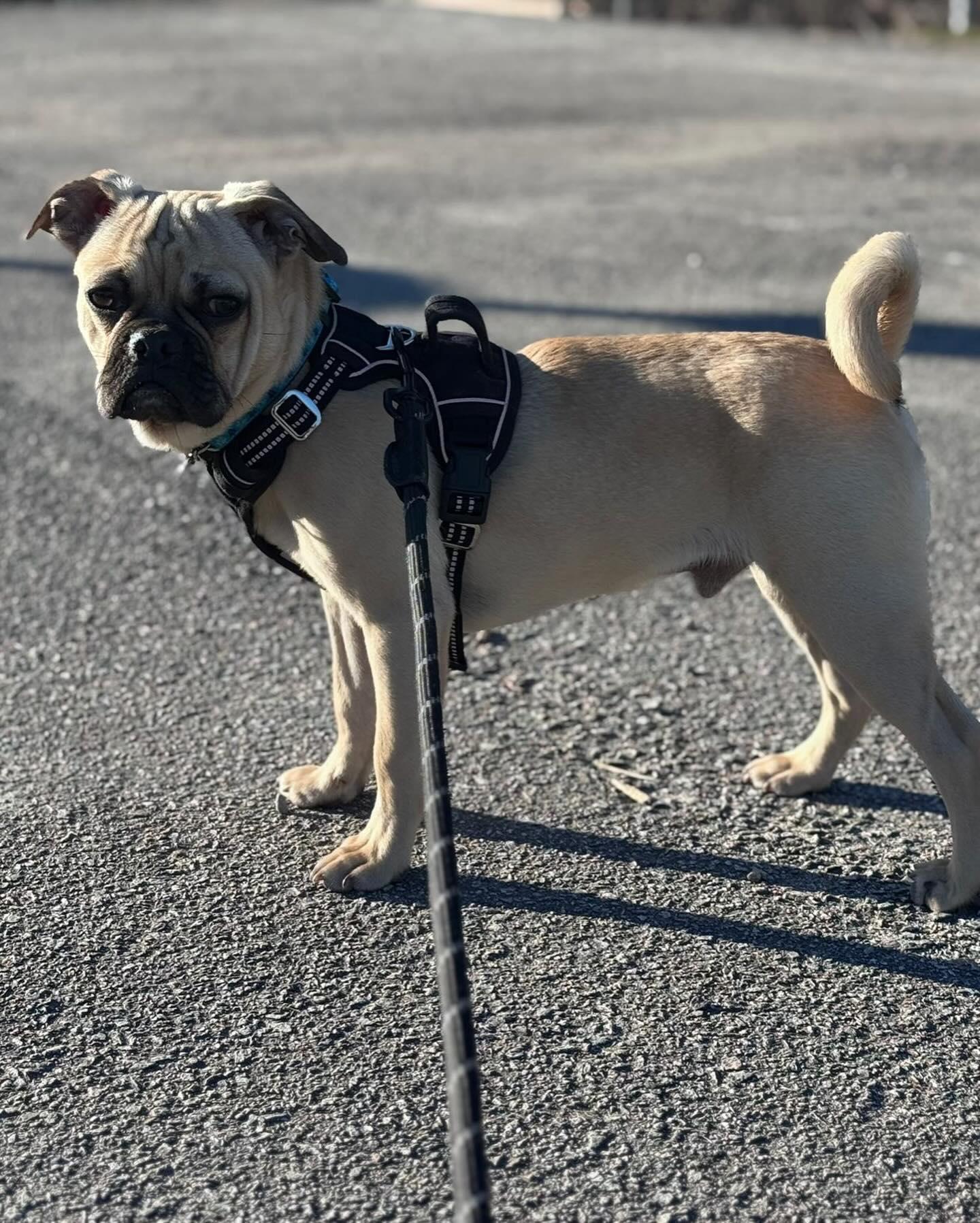 Enlarge NICKY, a ADOPTABLE mixed breed in Coquitlam, BC image 4/6