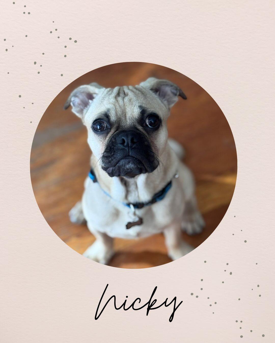 Enlarge NICKY, a ADOPTABLE mixed breed in Coquitlam, BC image 1/6