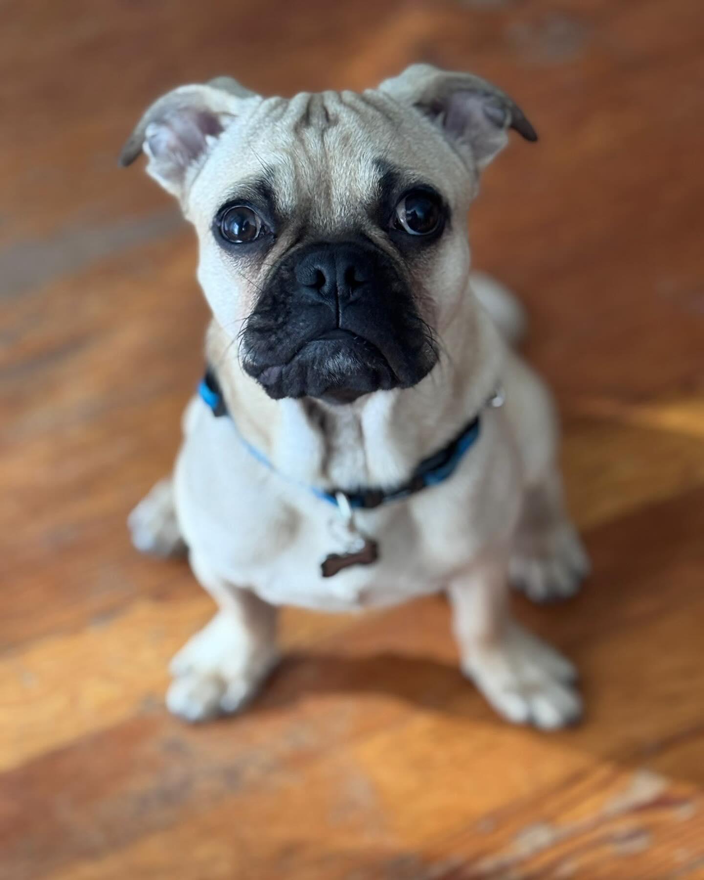 Enlarge NICKY, a ADOPTABLE mixed breed in Coquitlam, BC image 6/6