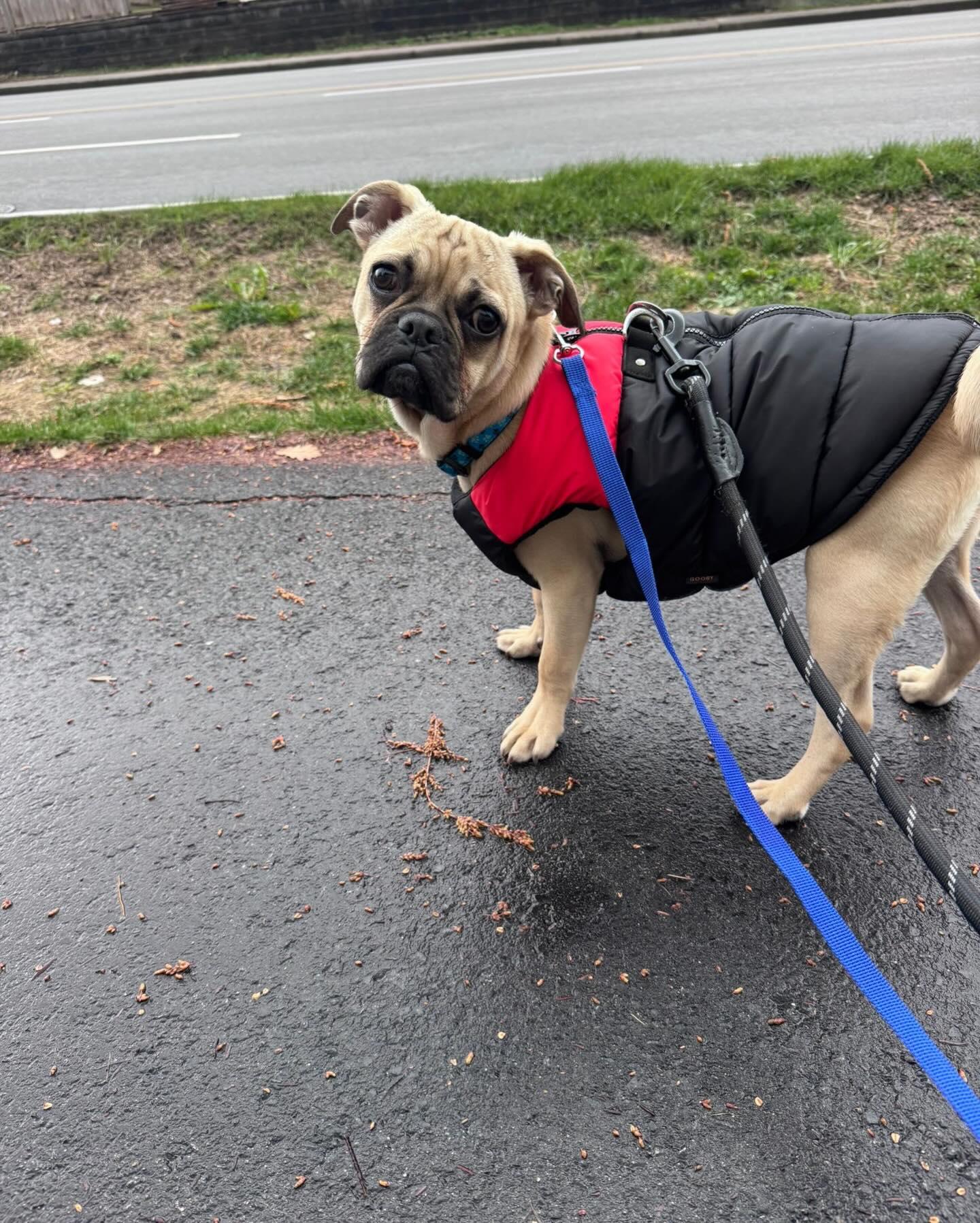 Enlarge NICKY, a ADOPTABLE mixed breed in Coquitlam, BC image 2/6