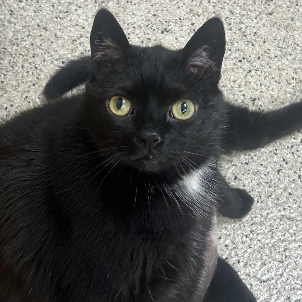 Enlarge Lily, a Adoptable Domestic Short Hair in Newark, DE image 1/6