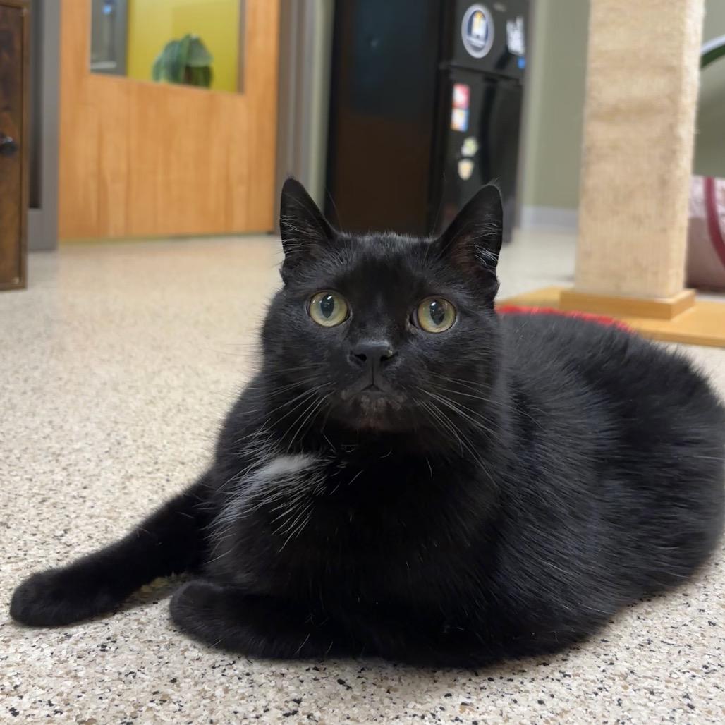 Enlarge Lily, a Adoptable Domestic Short Hair in Newark, DE image 2/6