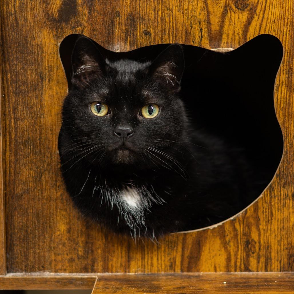Enlarge Lily, a Adoptable Domestic Short Hair in Newark, DE image 3/6