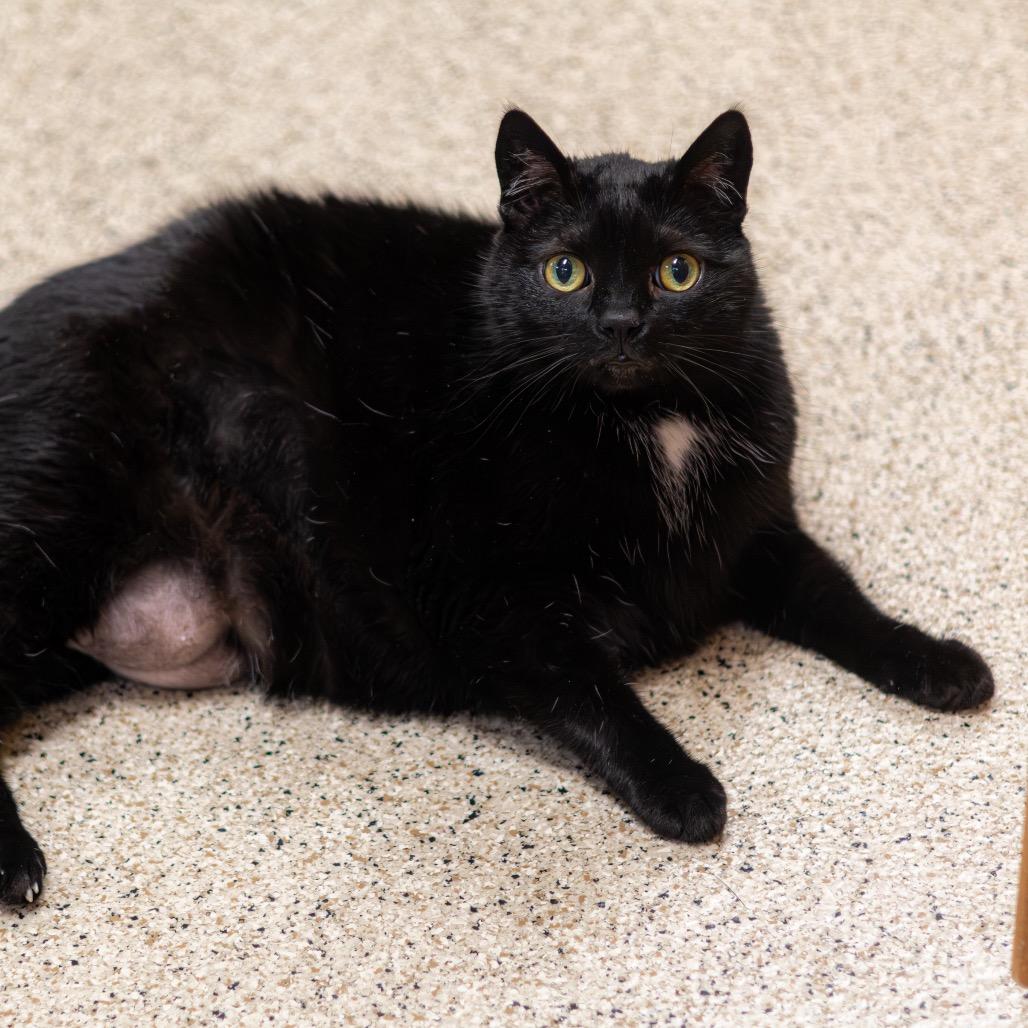 Enlarge Lily, a Adoptable Domestic Short Hair in Newark, DE image 4/6