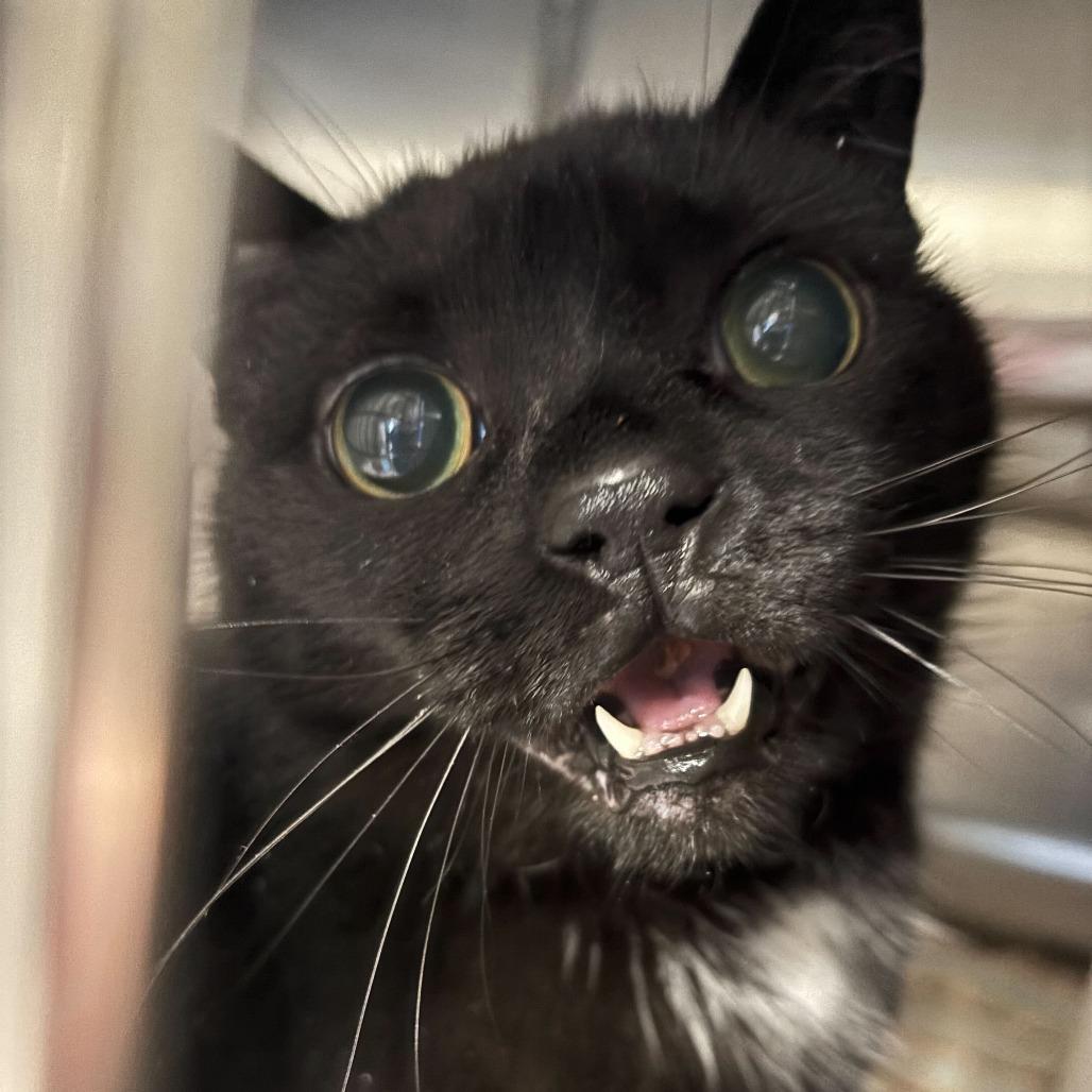 Enlarge Lily, a Adoptable Domestic Short Hair in Newark, DE image 5/6
