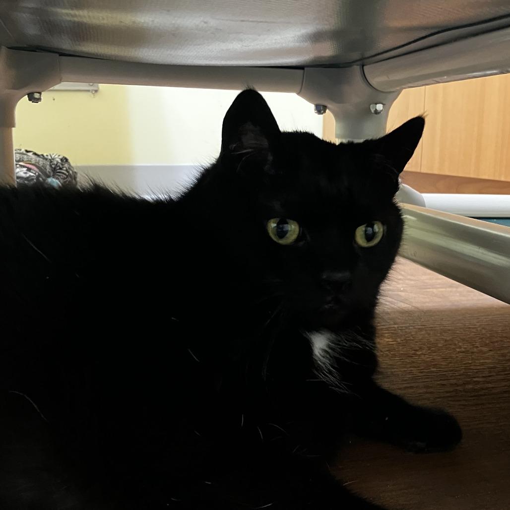 Enlarge Lily, a Adoptable Domestic Short Hair in Newark, DE image 6/6