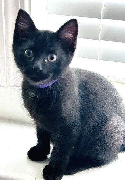 Enlarge Milo, a Adopted Domestic Short Hair in Shawnee, KS image 1/3