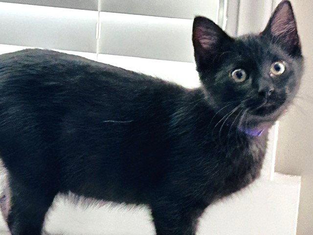 Enlarge Milo, a Adopted Domestic Short Hair in Shawnee, KS image 2/3