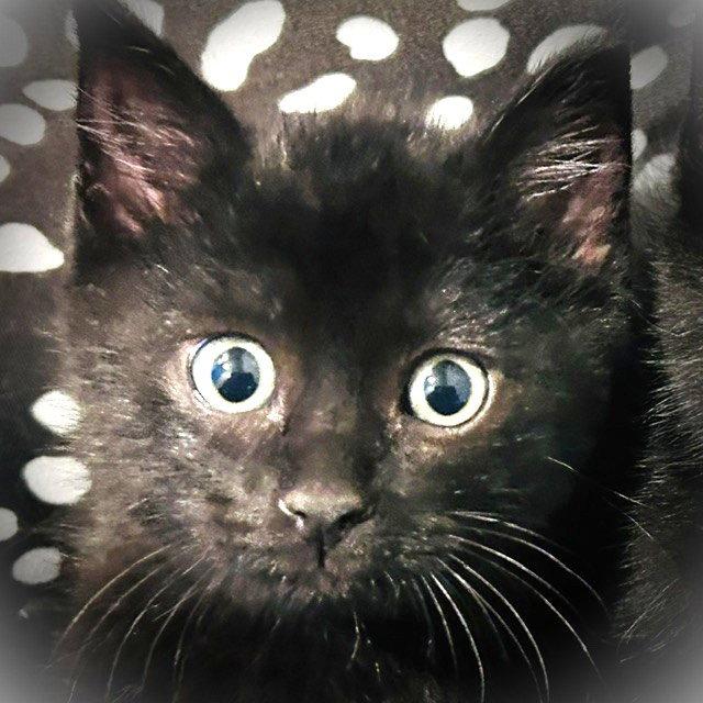 Enlarge Milo, a Adopted Domestic Short Hair in Shawnee, KS image 3/3